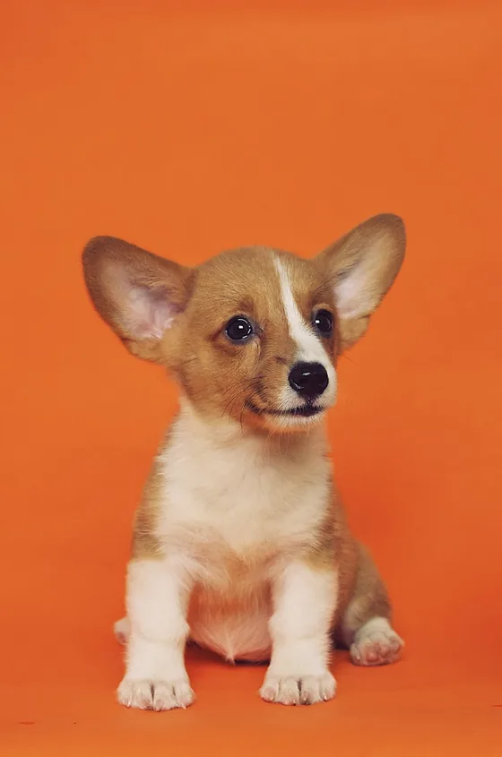 Veterinaria realizando una consulta a un cachorro