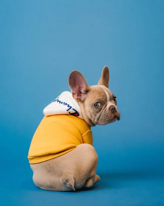 Perro con suéter para vacuna de refuerzo